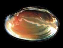 most areas, rare in PA Eastern Lampmussel Lampsilis radiata Habitat Rarity Up to 6 inches Subovate to ovate Yellowish to brown or olive White, possibly pink