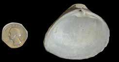 numbers of them are found in our waterways, shells are thick with distinct growth bands Rangia