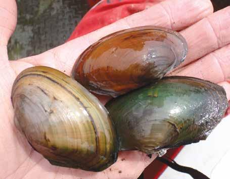 Introduction Table of Contents 2-3 Why Mussels Need Our Help Freshwater Mussel Life Cycle The Volunteer Mussel Survey Program How to Survey Mussels Mussel Identification
