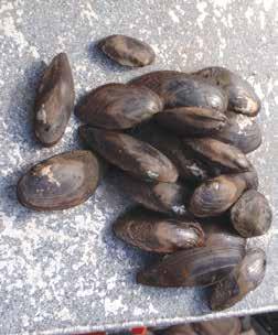 Why Mussels Need Our Help There are over 300 species of freshwater mussels native to North America more mussel species than anywhere else in the world!