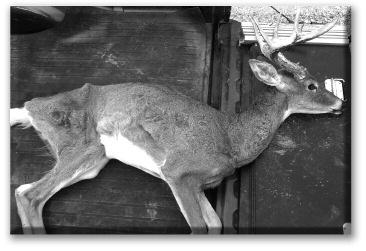 Chronic Wasting Disease DISEASE DATA Chronic wasting disease (CWD) is a progressively degenerative fatal disease that attacks the central nervous system of members of the deer family.