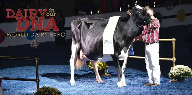 Lovhill Goldwyn Katrysha, Supreme Champion of World Dairy Expo, receives her accolades. Hank van Exel of Lodi, California, Dairyman of the Year, gets ready for the ring.