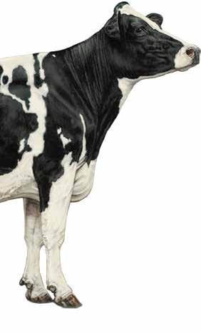You might find her questions and our answers interesting, so I thought I would share some of the material with you here in the Holstein Pulse.