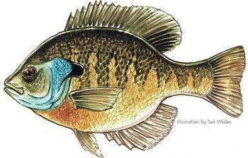 Identification: The bluegill has several characteristic markings, which are helpful because its colors vary so much.