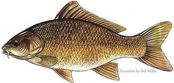 Habitat: Carp tolerate a variety of habitats, even heavily silted water or polluted water that most other fish cannot tolerate.