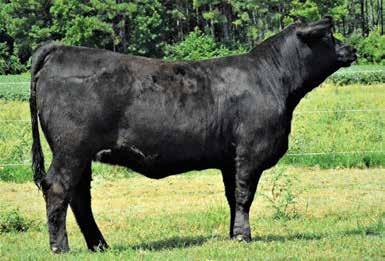 Play with her in the show ring and take her home and make a cow. Either way she will be a asset to your herd. This is the best female we have ever offered in any sale.