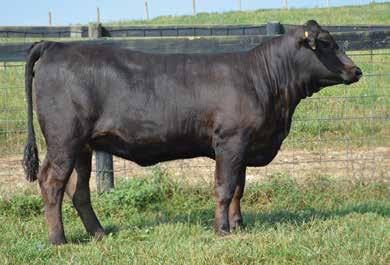 She has just a touch of frame with a long smooth top, square hip, and deep rib. Notice an excellent EPD profile and an adj 205 day wt of 667 lbs. Homozygous black test results available at sale.