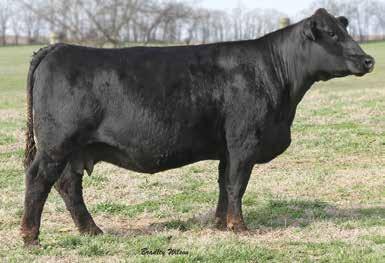 She combine a fault free structure, moderate frame, superior volume and excellent disposition. 60D is back by longevity in this cow family. Her dam is 15 and always delivers.