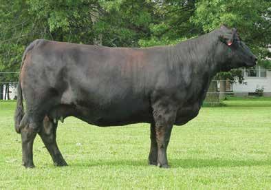 29 SVF Kashmere D25 2/12/16 ASA# 3195036 Tattoo: D25 BW: 83 Consignor: Sunset View Farm HWF Kashmere - reference granddam SVF NJC Ebony W102 - reference dam HTP/SVF Packing Heat W339 SVF A705 3MS