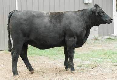 The girl will be easy money maker and will be the front pasture type and kind. D25 pedigree combines Daisy Mae and Kashmere. She will calve to the Dazzle son, Buckle Up.