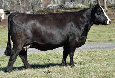 Bred AI to Hooks Yellowstone 97Y, ASA#2612546 on 6/19/17 36A 10/4/15 ASA# 3120841 Tattoo: C149 BW: 77 Consignor: Sunset View Farm & HTP Simmentals HTP/SVF Daisy Mae C149 WS A Step Up X27 RGRS SRG Two