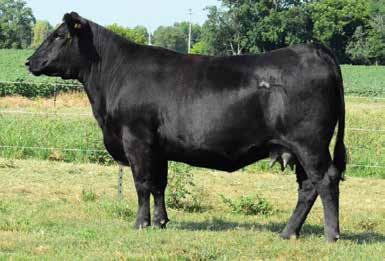7 API 109 Bred heifer the granddam of C355 is 15 years old and still producing great females including division champion at the North American and Champion Cow/calf at the North American and Champion
