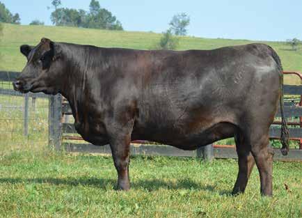 96 API 133 This homozygous black, homozygous polled purebred female to being offered for your inspection and is a direct daughter of our foundation donor EBS Shesa Andrias Dream and out of one the