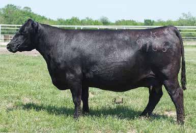 Her mating to our junior herd sire, SVJ Saharas Fire A221 will be a great one. This bull is proving to be as good as his sire, SVJ Wild Fires Dream.