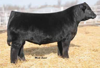 Bred to our junior herd sire SVF Saharas Fire A221. He will keep the Legacy Moving Forward. Vet checked pregnancy due to calve, November 1, 2017.