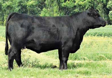 88 API 110 Sweetheart is from a great line of genetics going back on the bottom side to Driver and Lady Scotchman. C113 is neat, compete and well designed with a striking profile.