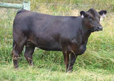 7 API 140 SFS Flecka XC41 is a very maternal looking heifer with a curve bending birth to yearling EPD spread and an API of 146.