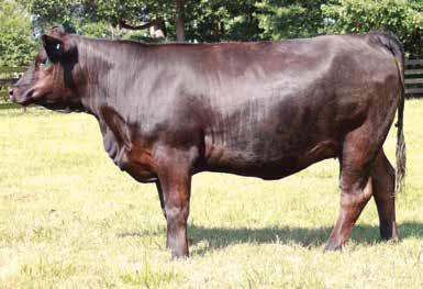 She will calve mid to late September to the service of SAV Bruiser, the top feed efficiency bull at ABS.