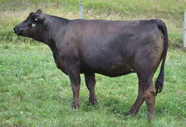 She also comes from My Lady cow family that doesn t miss. Her fall calf by the hot new Genex sire BBS True Justice should be a barn burner for sure!