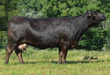 Her mating to calving ease, Hook Yellowstone should produce a outstanding calf. Bred AI to Hook s Yellowstone, ASA#2612546 on 1/2/17 CE 18 BW -2.6 WW 51 YW 78 MCE 11 Milk 17 MWW 42 Marb 0.54 REA 0.