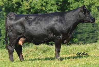 Bred AI to BBS Justice B10, ASA#2878160 on 12/8/17 Pasture Exposed to Double M Right On C503, ASA#3126110 from 12/28/16 to 3/31/17 BLUQ B073 9/14/14 ASA# 2898680 Tattoo: B073 BW: 77 Consignor: Blue Q