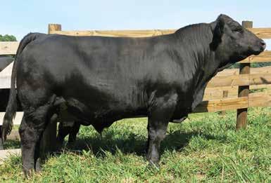 47 API 104 Jennie Rucker or we would have not made it this far. We want to offer a good bull and super nice Sim Angus. Here is a high quality individual and one that is exceptional on paper.
