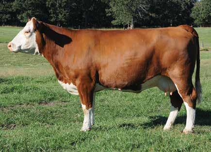 Embryos Mr HOC Broker JS Faith 16D KAR Barb 1160 Selling 3 embryos guarantee 1 pregnancy if work is performed by a certified embryologist. CE 9 BW 1.0 WW 80 YW 124 MCE 7 Milk 22 MWW 62 Marb 0.