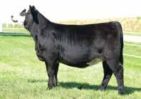 This Broker Sim Angus female has the wow factor and is out of the JS donor, KAR Barb which has had the top sellers at the Midwest Made sale for several years.