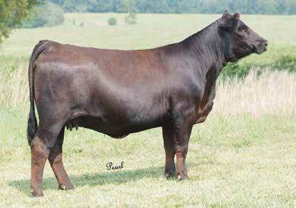 5S daughter JM Lady Remington 5S- reference dam HTP SVF Live Wire Z67- reference HTP Kiss Me Not- reference dam 1C 3 IVF Embryos Guaranteeing 1 Pregnancy Consignor: Tylertown Simmentals JM Lady