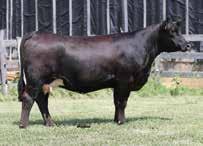 87 API 105 In the history of the Fall Harvest sale one cow family has shined and been dominant over the years producing high sellers and progeny galore.