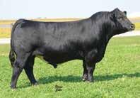In our young program 5S was our start and she helped us well with tremendous offspring of both sexes. In the 2017 Family Matters we sold a United daughter for 8750.