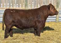 This mating has all the right genetics wrapped up this extended pedigree. Mamacita includes Sazerac, Steel Force, Dominance, Caliente and then Rimrock.