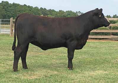 For a bull that offers calving ease combined with that extra performance and growth, he ranks high. D069 has all the right pieces being stout made, big boned, sound, deep and wide based.