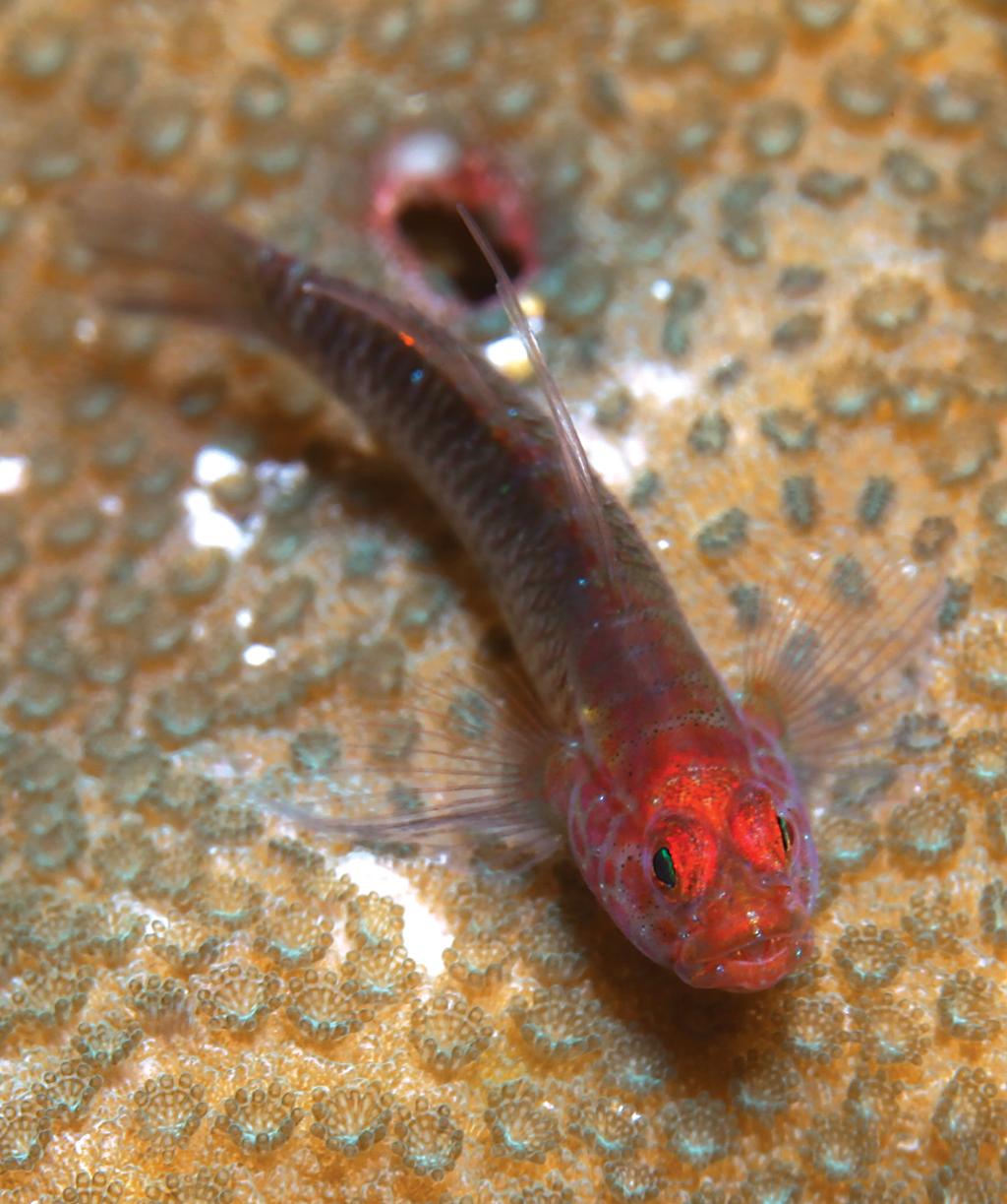Figure 3. Eviota algida, underwater photograph from type locality, dorsal view. Photograph by M.V. Erdmann.