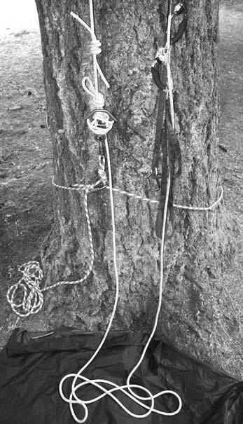 When the SRT rope is anchored at the base of the tree the climber s weight on the upper branch is roughly doubled.