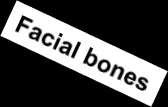 temporal bone 8 cheek bone with orbital cavity lug of