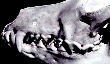 The breed standard the dentition right
