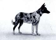 marking Long double coated Shepherd, Herding dog Middle German