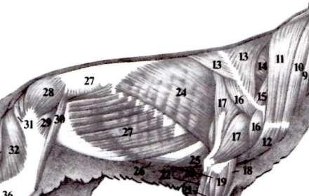 tail skeleton The middle hand muscular and bony structures Subdivision skeleton of the neck, trunk and tail skeleton.