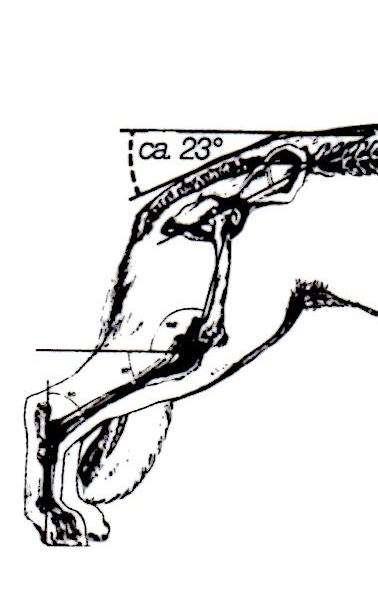 The hindquarters - Structure - angular positions The back extremities show more than the picture of a stronger angeled mortise- or throwing system.