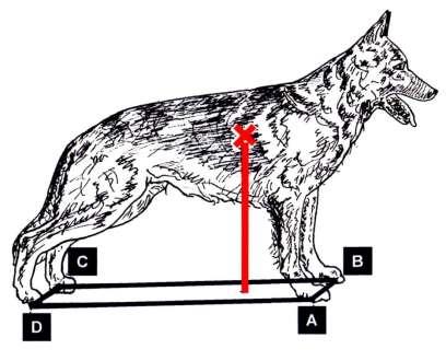Center of gravity As can be seen from the picture a rectangle can be drawn with the ends at the points where the dog supports its limbs on the ground. The four corners are named A, B, C and D.