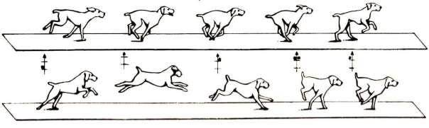 Movement gallop Slow gallop Medium fast gallop For a dog the foot sequence for a cyclic gallop, i.e. a gallop leading with the right, is different to the horse, beginning with hind left and ending front left.