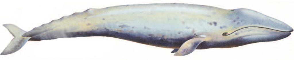 the grey whale, for example, spends the summer feeding in Arctic waters.