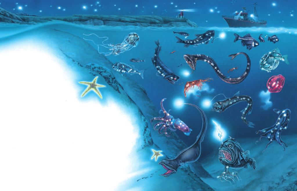 YCE/Oceans FINAL:YCE/Oceans FINAL 10/26/10 5:43 PM Page 24 24 25 D E E P W A T E R L I F E Jellyfish Black star-eater Flashlight fish Plankton DEEP in the oceans, below about 200 metres, very little