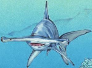 Short-tailed nurse shark SKIN AND BONES A shark s skin feels like sandpaper.