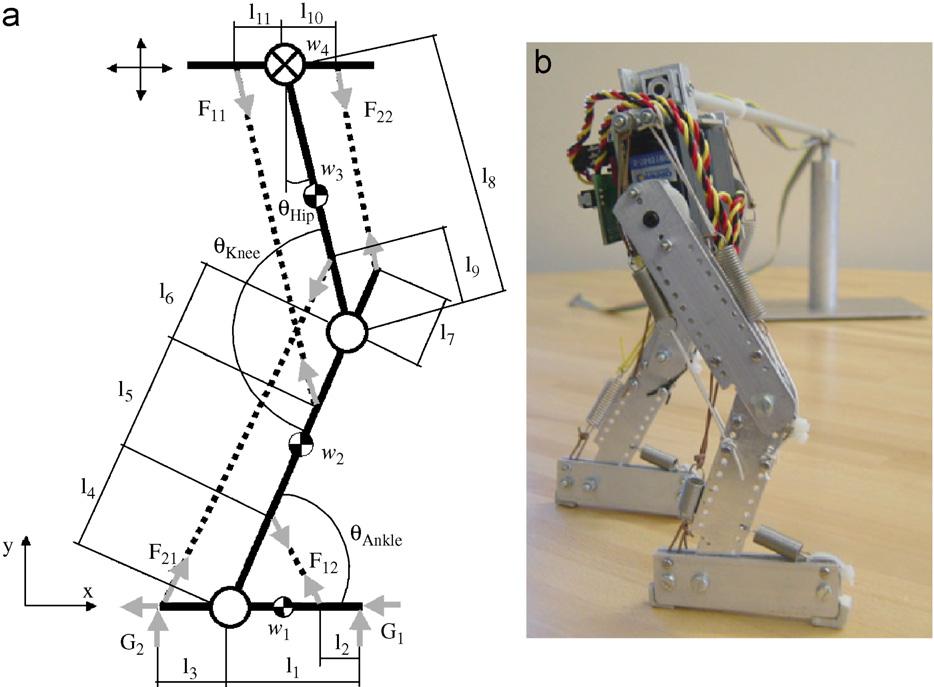 F. Iida et al. / Journal of Biomechanics ] (]]]]) ]]] ]]] 3 five points are used to analyze angular movements of the hip, knee and ankle joints. Fig.