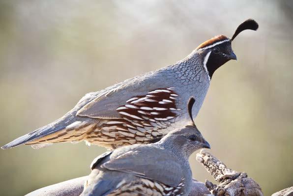 Population Status Without stratified sampling and survey data collected over time, it is difficult to determine the status and trends of Gambel s quail populations.