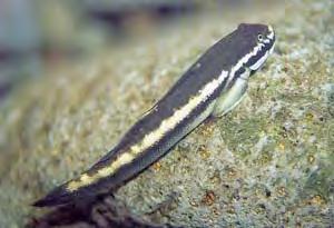 Background O opu, the Hawaiian freshwater stream gobies, are amphidromous. They spend part of their lives in the ocean and the other part in freshwater stream.