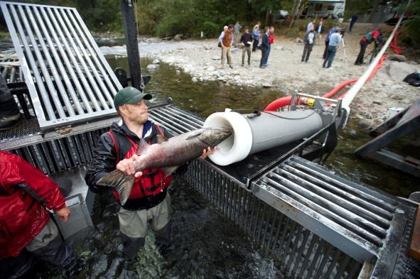 thousands of gallons of water. With those complications in mind, it might seem that certain wild salmon populations are simply out of luck. Enter the salmon cannon.