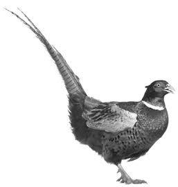 Results are mixed; ring-necked pheasants are certainly reproducing in the wild however widespread suitable habitat may be